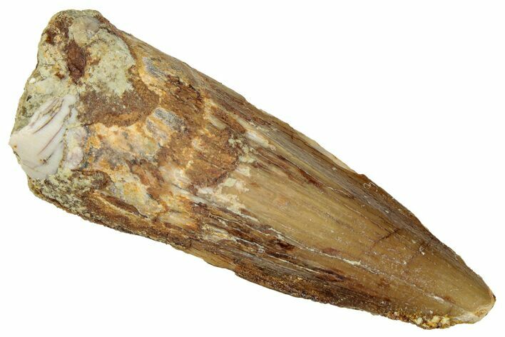 Fossil Spinosaurus Tooth - Real Dinosaur Tooth #298350